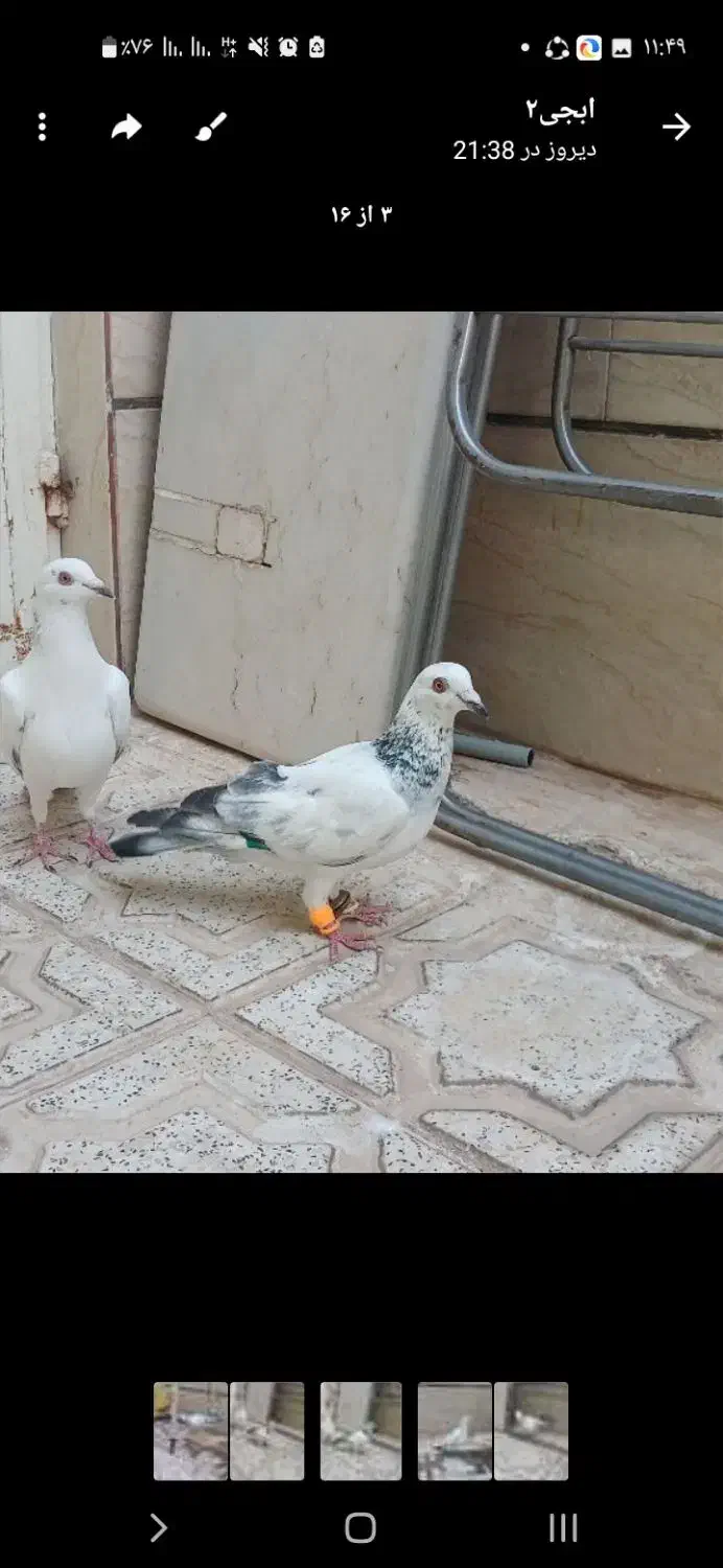 کبوترخال دارالمانی|پرنده|اقبالیه, |دیوار