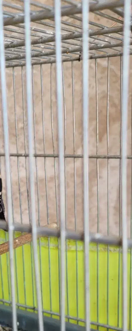 سهره اهوازی|پرنده|فردیس, نگارستان|دیوار