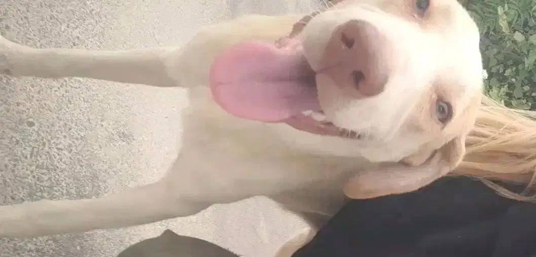 گمشده|حیوانات|لاهیجان, لیل|دیوار