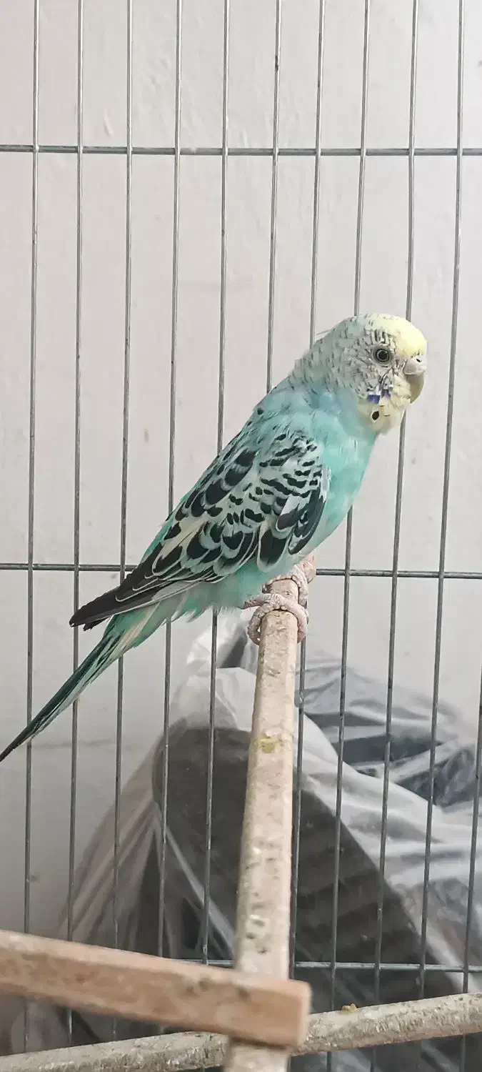 عشق|پرنده|فردیس, فرامرزیه|دیوار