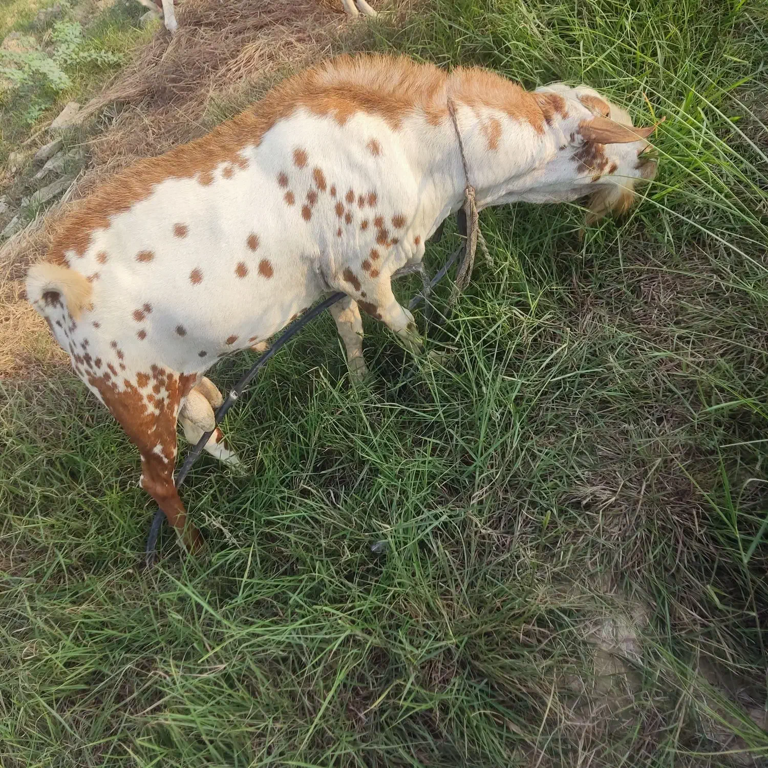 نری|حیوانات مزرعه|تخت, |دیوار