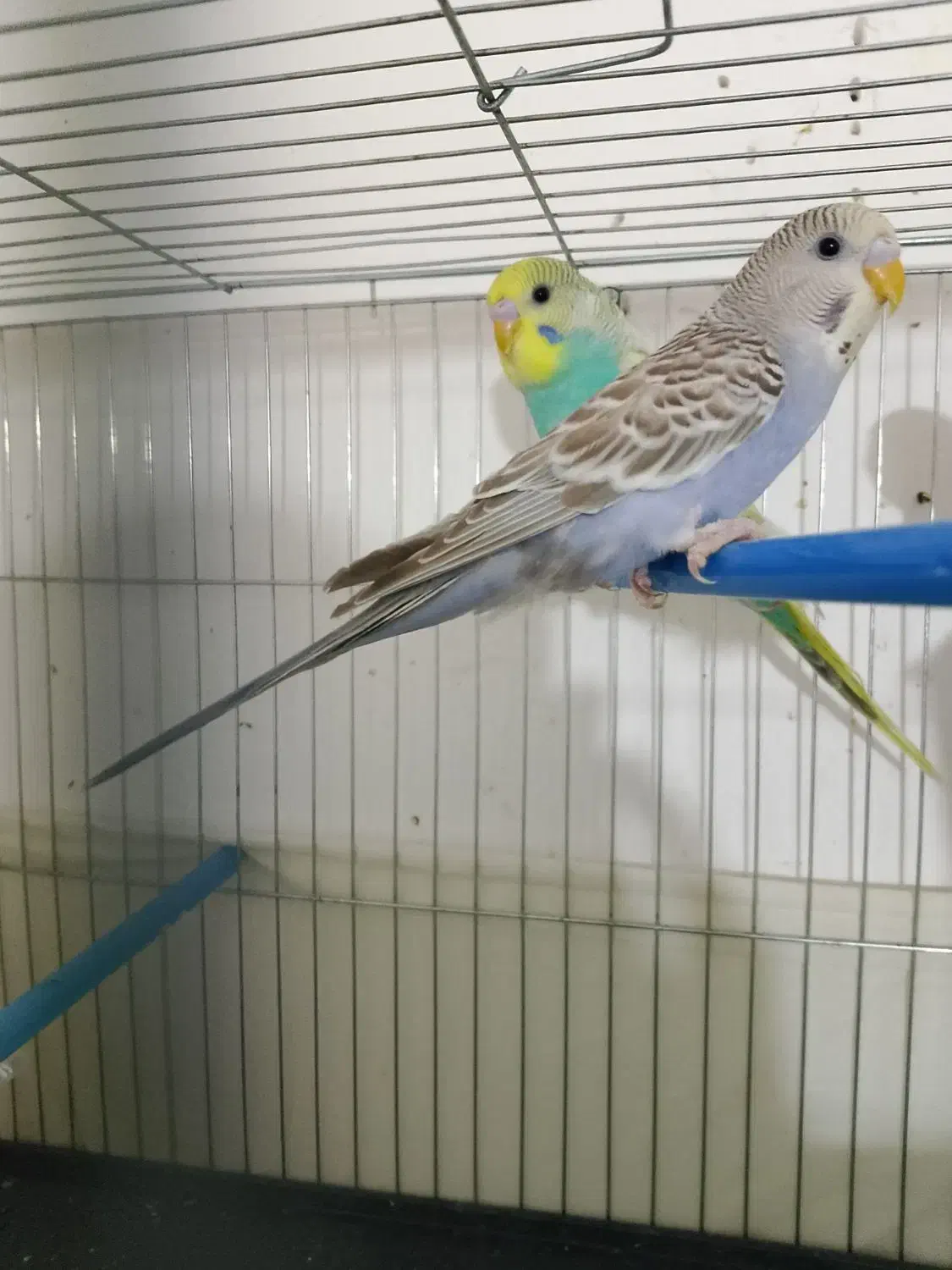 یک جفت مرغ عشق|پرنده|ایرانشهر, |دیوار