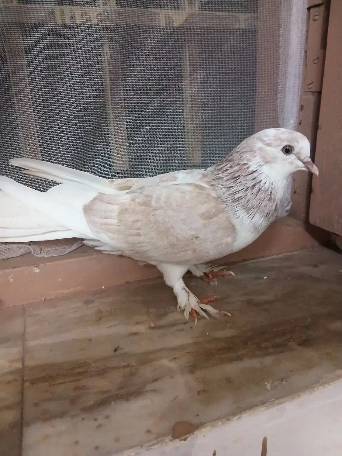 کفتر نر و ماده|پرنده|آمل, |دیوار