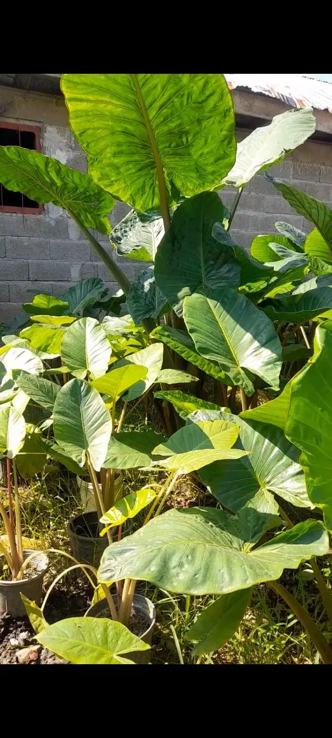 گل بابا آدم|گل و گیاه طبیعی|ماسال, |دیوار