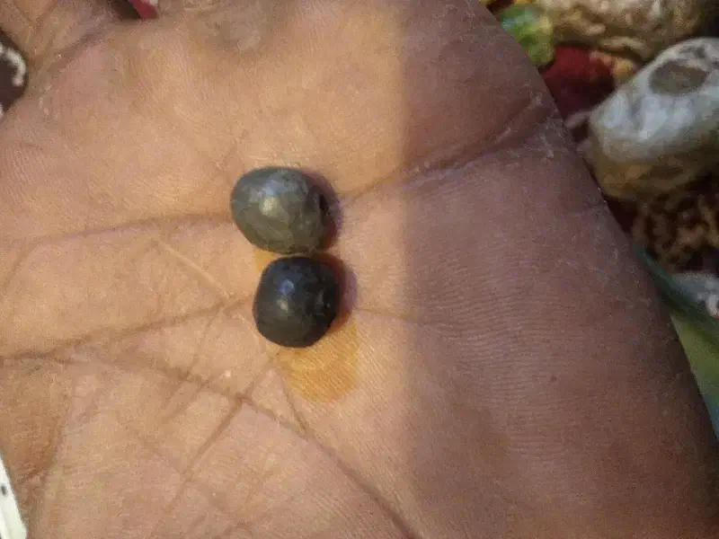 یک جفت مهره گبری|کلکسیون اشیاء عتیقه|شوشتر, |دیوار