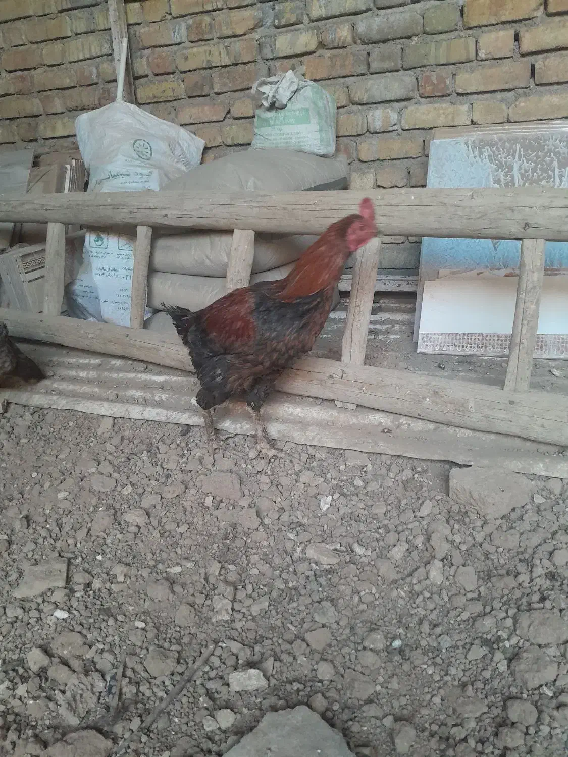 ج لاری|حیوانات مزرعه|کنگاور, |دیوار