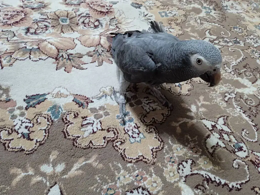 کاسکو سخنگو بدون پرکنی|پرنده|نجف‌آباد, کهریزسنگ|دیوار