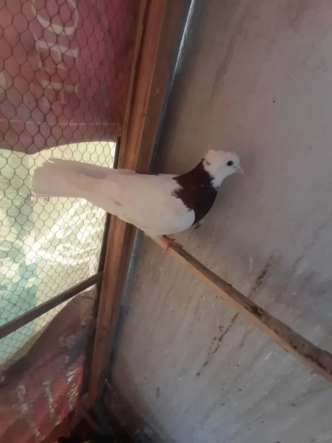 یک جفت کبوتر طوقی سرخ|پرنده|مشهد, تربیت (صدف)|دیوار