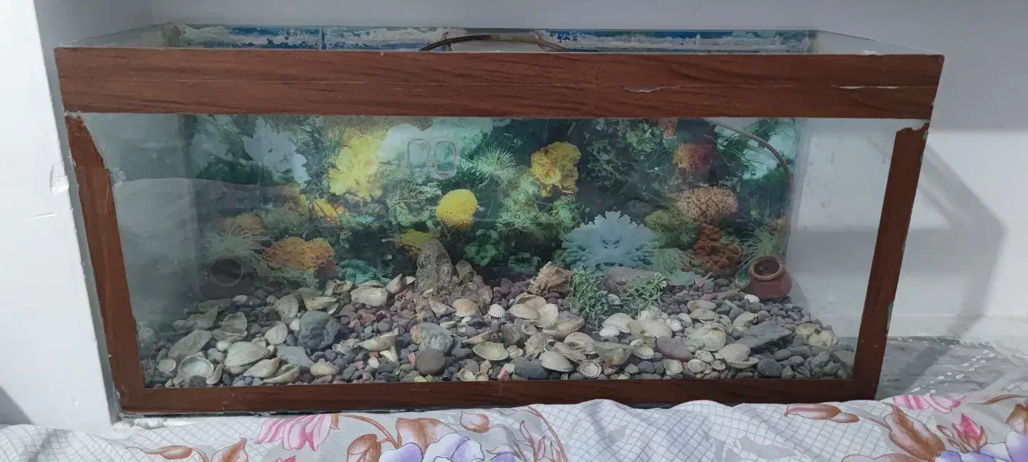 اکواریوم|ماهی|بیرجند, |دیوار