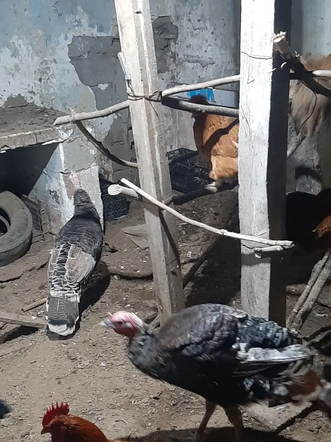 مرغ تخم گذار  خروس محلی  بوقلمون .نیمچه اسراییلی|حیوانات مزرعه|اسالم, |دیوار