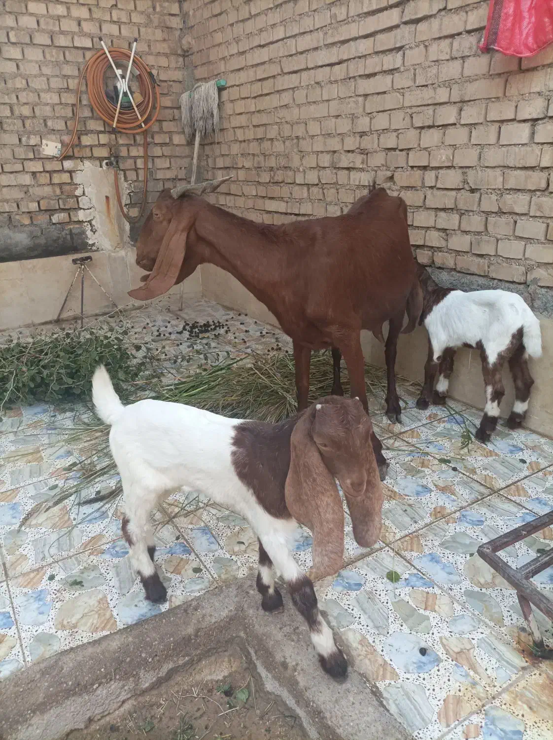 بز مطفل با ۲عدد بزغاله افغانی اصل|حیوانات مزرعه|اهواز, اهواز|دیوار