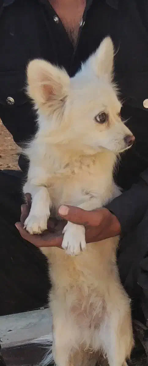 واگذاری|سگ|شهرکرد, |دیوار