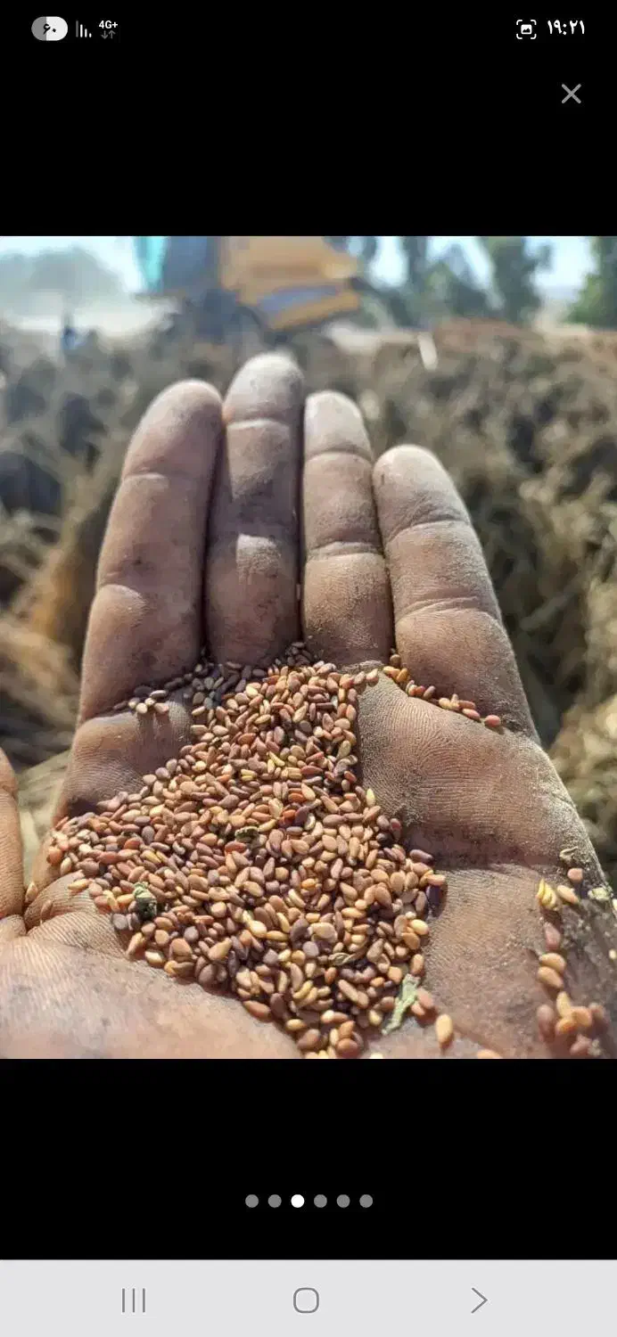 کنجد درجه ۱ ایرانی|خوردنی و آشامیدنی|اصفهان, شهرک گل نرگس|دیوار