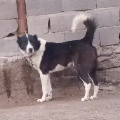 قدرجونی|سگ|تهران, شهرک ولیعصر شمالی|دیوار