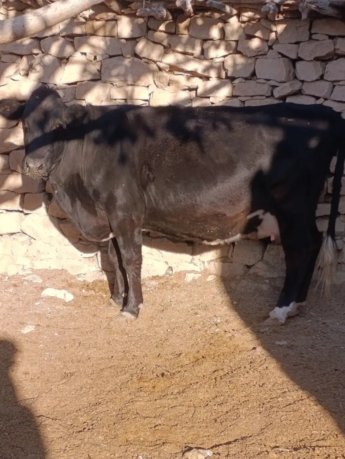 گاو شیری و ابستن|حیوانات مزرعه|ارژن, |دیوار