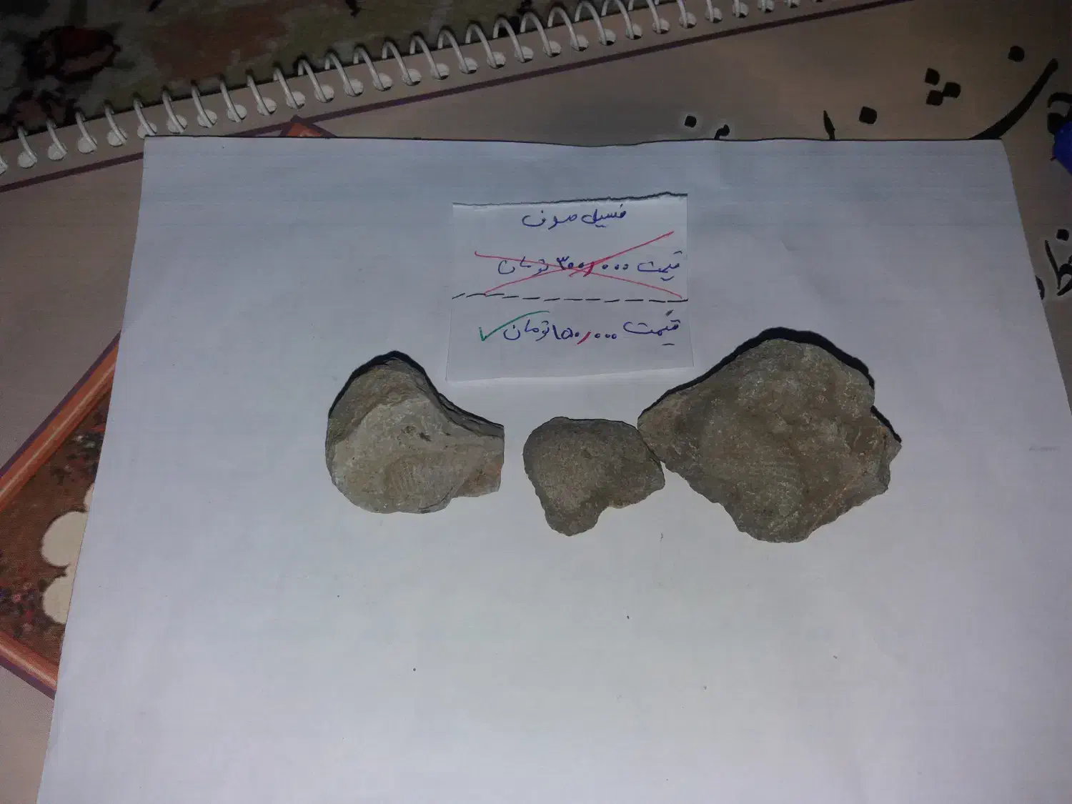 فسیل انواع صدف|کلکسیون و سرگرمی|فردوس (خراسان), |دیوار