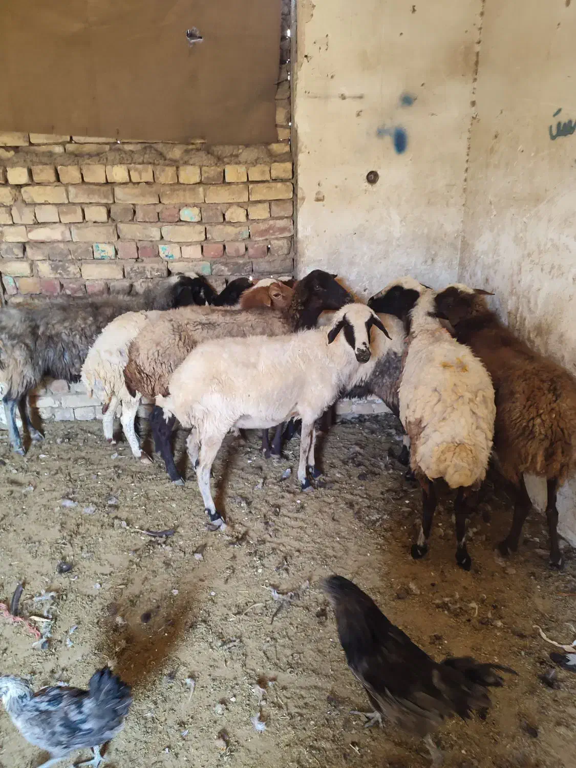 گوسفند  میش آبستن بز شیشک بره قوچ چپش بزغاله|حیوانات مزرعه|قم, شهر قائم|دیوار