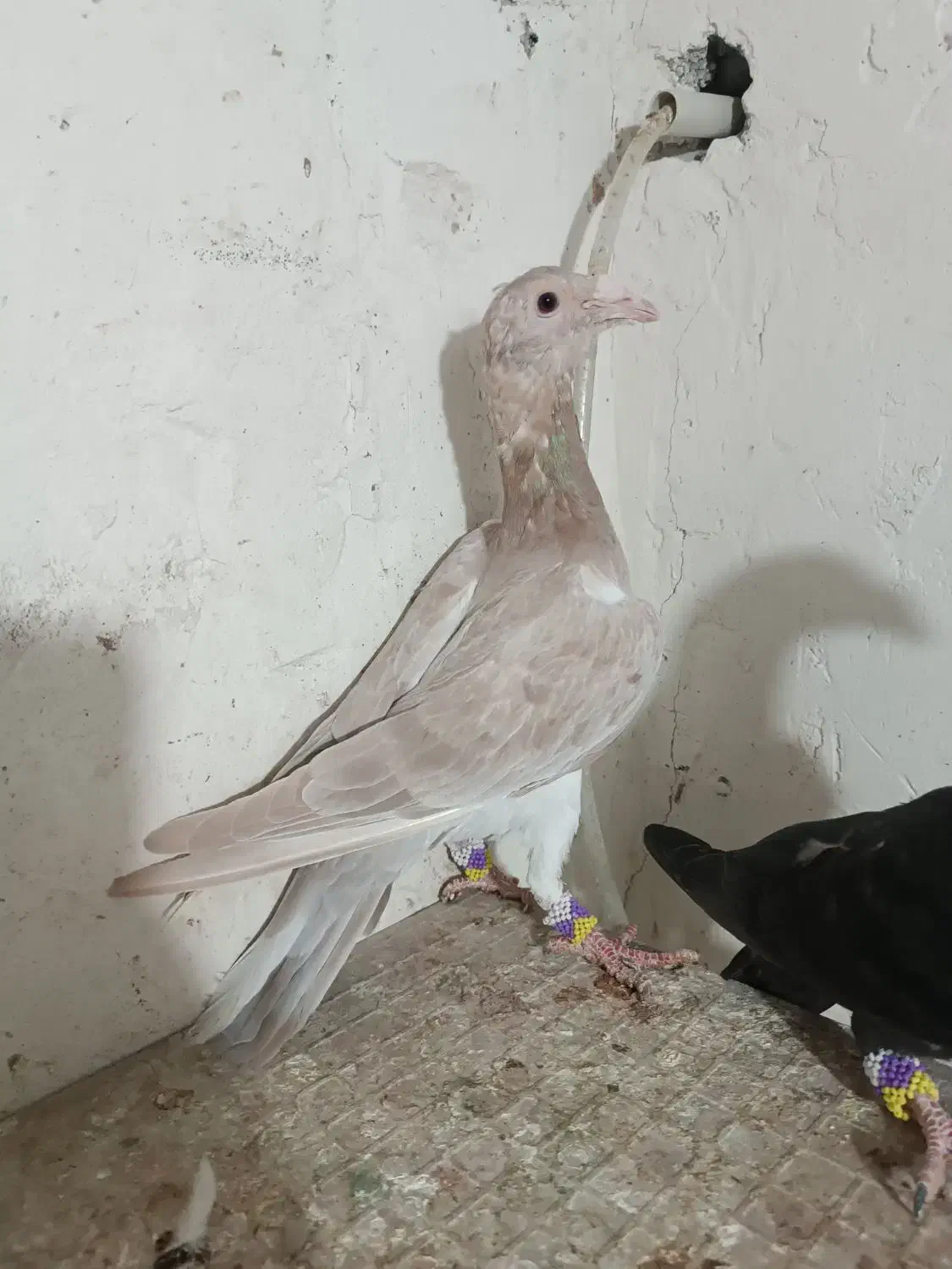 کبوتر|پرنده|قزوین, |دیوار