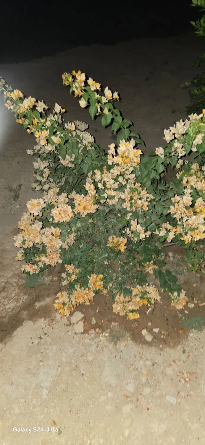 نیرو کار برای فروشگاه و باغبانی با محتوای ذکر شده|خدمات باغبانی و درختکاری|بندر گناوه, |دیوار