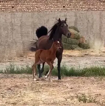 مادیان|اسب و تجهیزات اسب‌سواری|جوادآباد, |دیوار