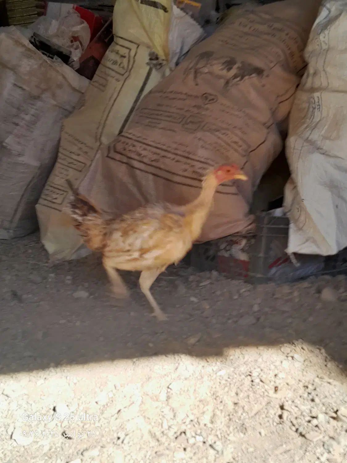 مرغ محلی|حیوانات مزرعه|بیرجند, |دیوار