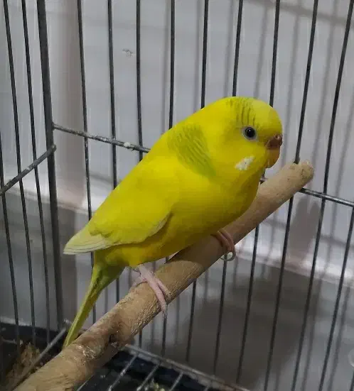 مرغ عشق|پرنده|سیرجان, |دیوار