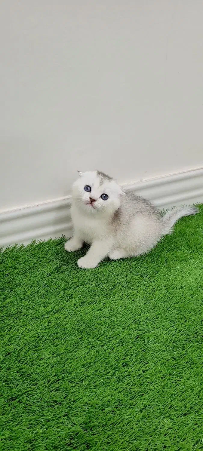 گربه گلد و سیلور|گربه|تهران, شهرک ولیعصر شمالی|دیوار