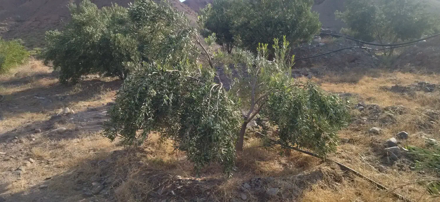 کارگر باغ|استخدام سرایداری و نظافت|گیلوان, |دیوار