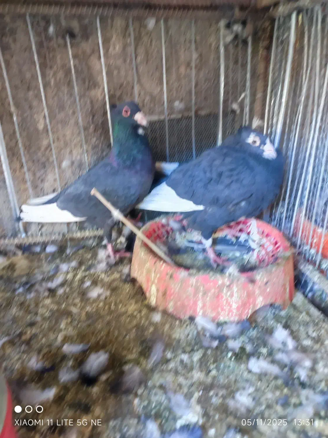 پلنگ گلچین|پرنده|کیانشهر, |دیوار