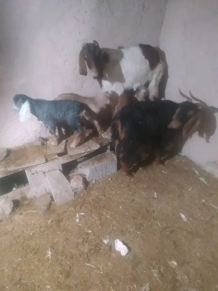 بزوبزغاله|حیوانات مزرعه|هرسین, |دیوار