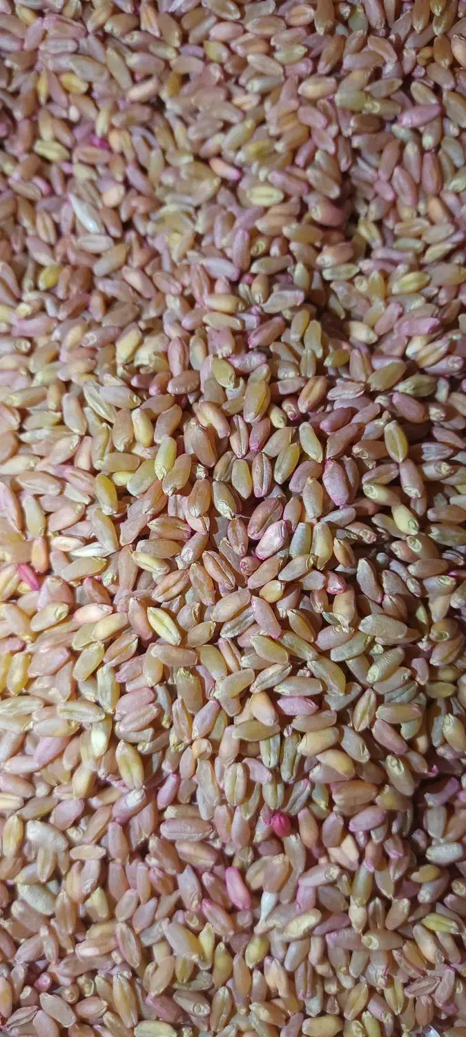 گندم شبرنگ|عمده‌فروشی|سرپل ذهاب, |دیوار