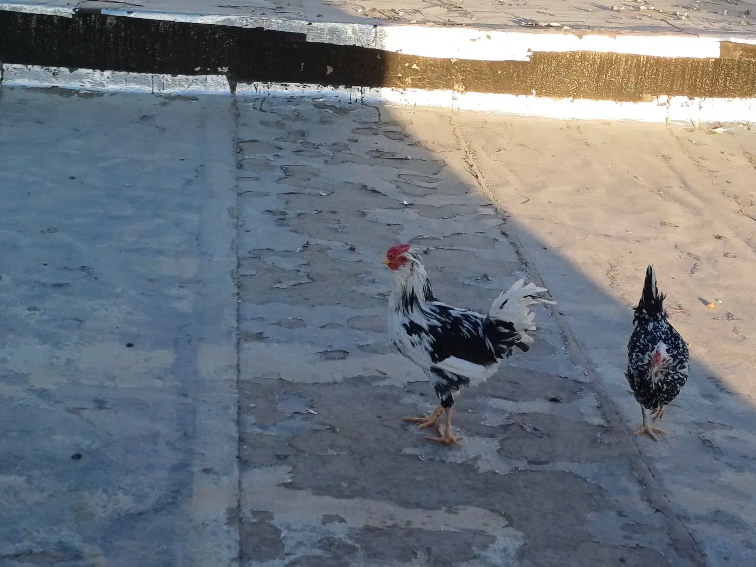 یک عدد خروس جوان|حیوانات مزرعه|بن, |دیوار