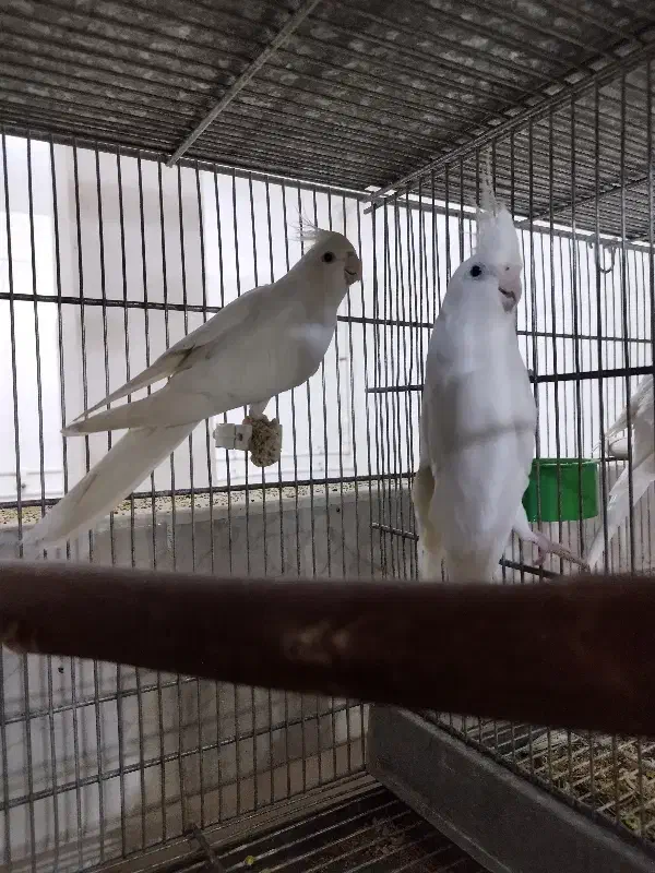 عروس هلندی آلبینو مولد کار حلقه ب پا|پرنده|قم, نوبهار|دیوار