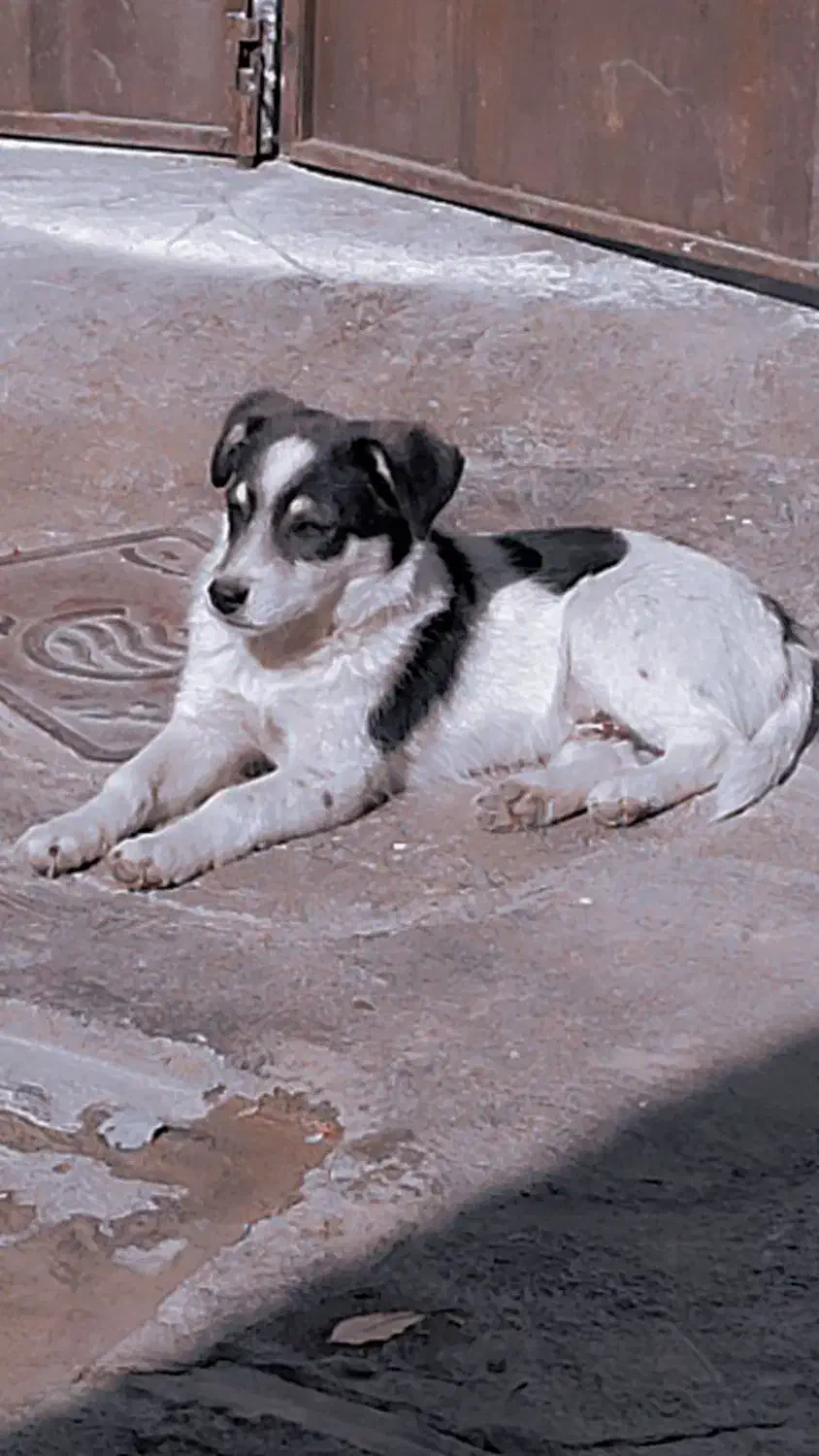 سگ پاکوتاه|سگ|پیر سلیمان, |دیوار