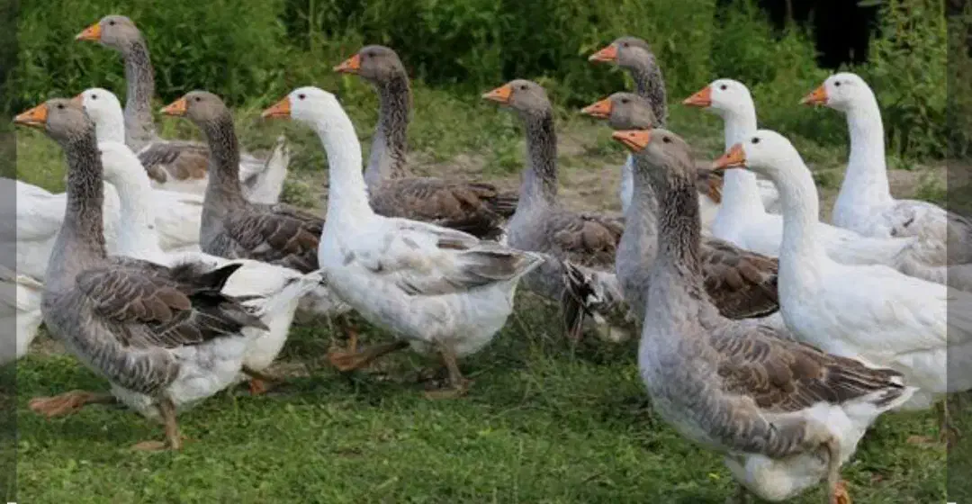 غاز نر|حیوانات مزرعه|آبادان, |دیوار