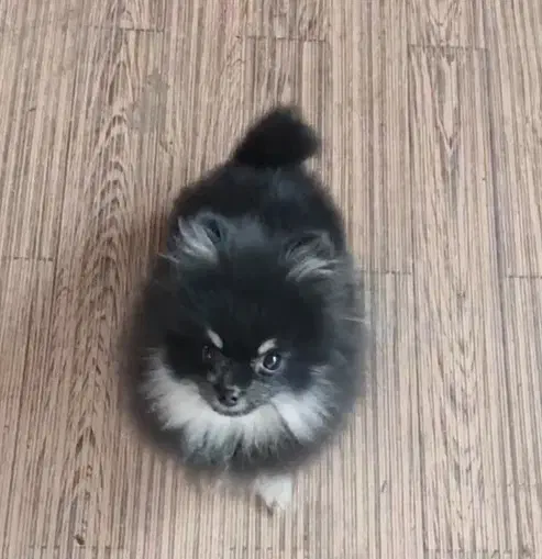 پامرانین بسیار ریز خرسی تیپ عروسکی|سگ|اصفهان, باغ زرشک|دیوار