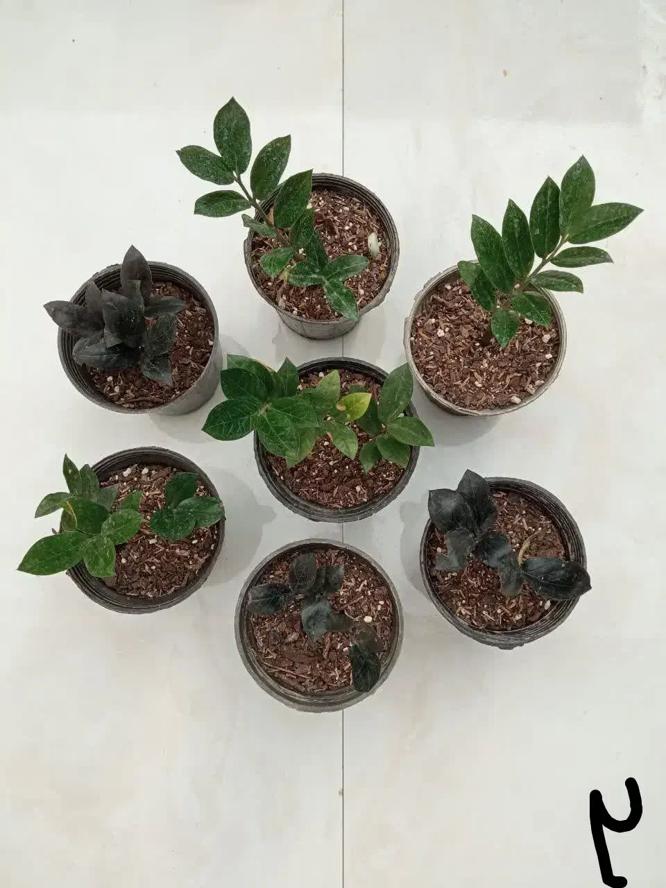 انواع گل بمناسبت روز مادر|گل و گیاه طبیعی|میبد, |دیوار