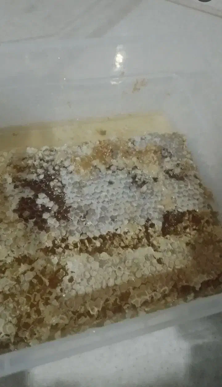 فروش عسل طبیعی و شهد عسل|خوردنی و آشامیدنی|پیرانشهر, |دیوار