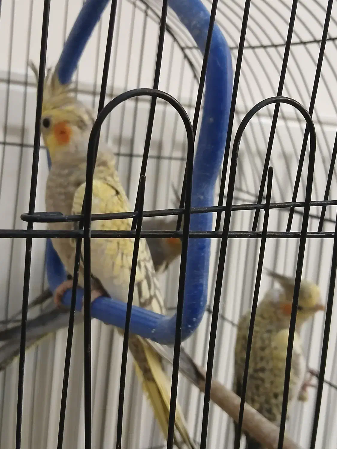 عروس هلندی|پرنده|قائمشهر, |دیوار