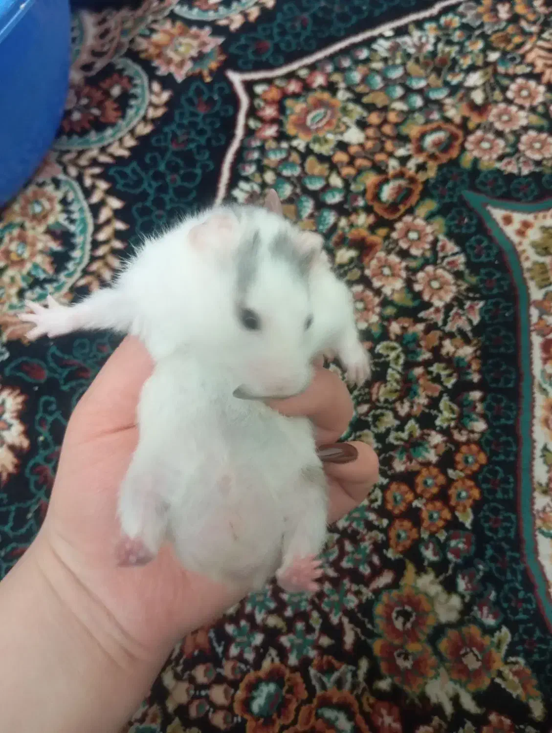 همستر|موش و خرگوش|همدان, |دیوار