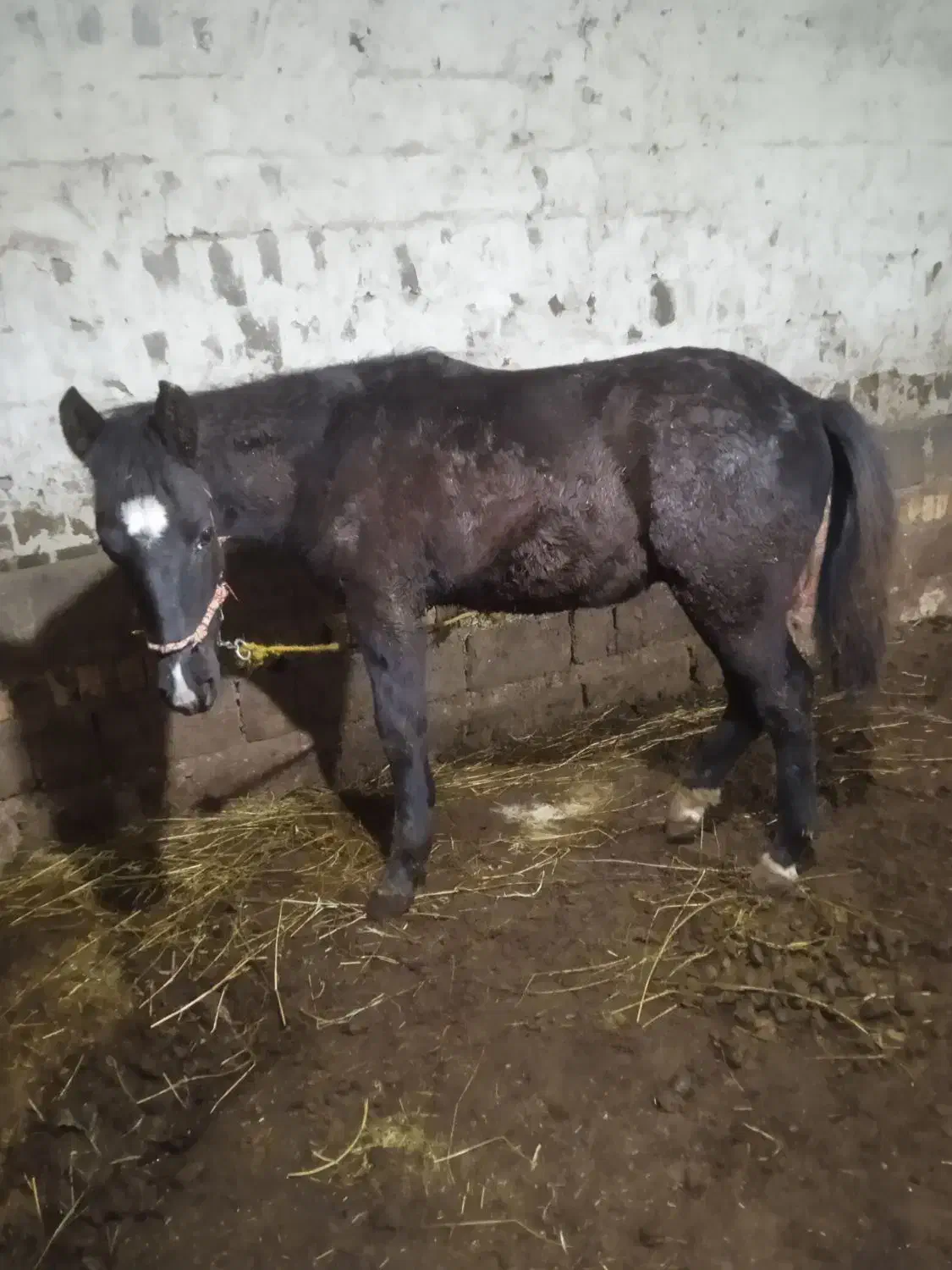 کره اسب نر یک ساله ورزشی|اسب و تجهیزات اسبسواری|ارومیه, |دیوار