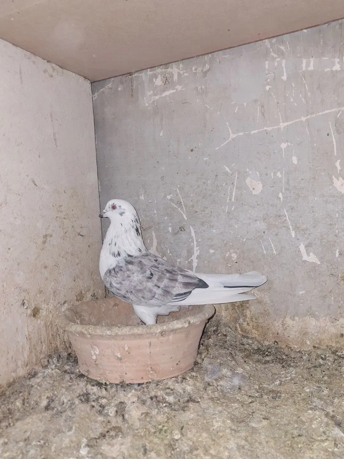 کبوتر|پرنده|محمدشهر, محمدشهر|دیوار