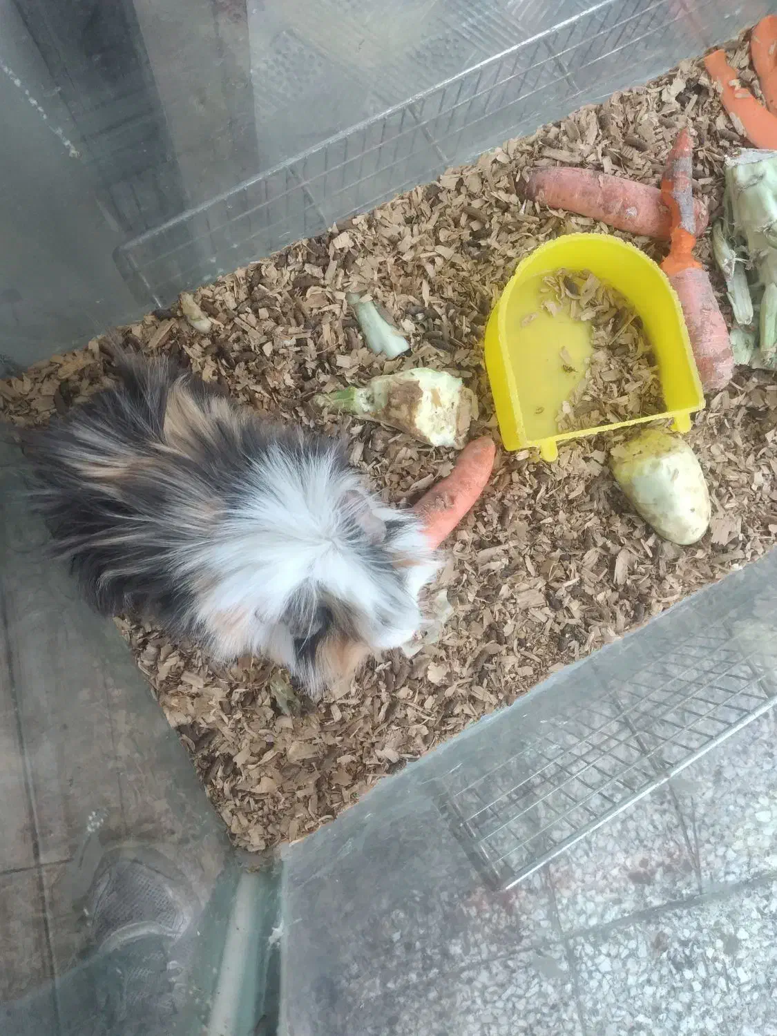 خوکچه و همستر|موش و خرگوش|قدس, شهرقدس|دیوار