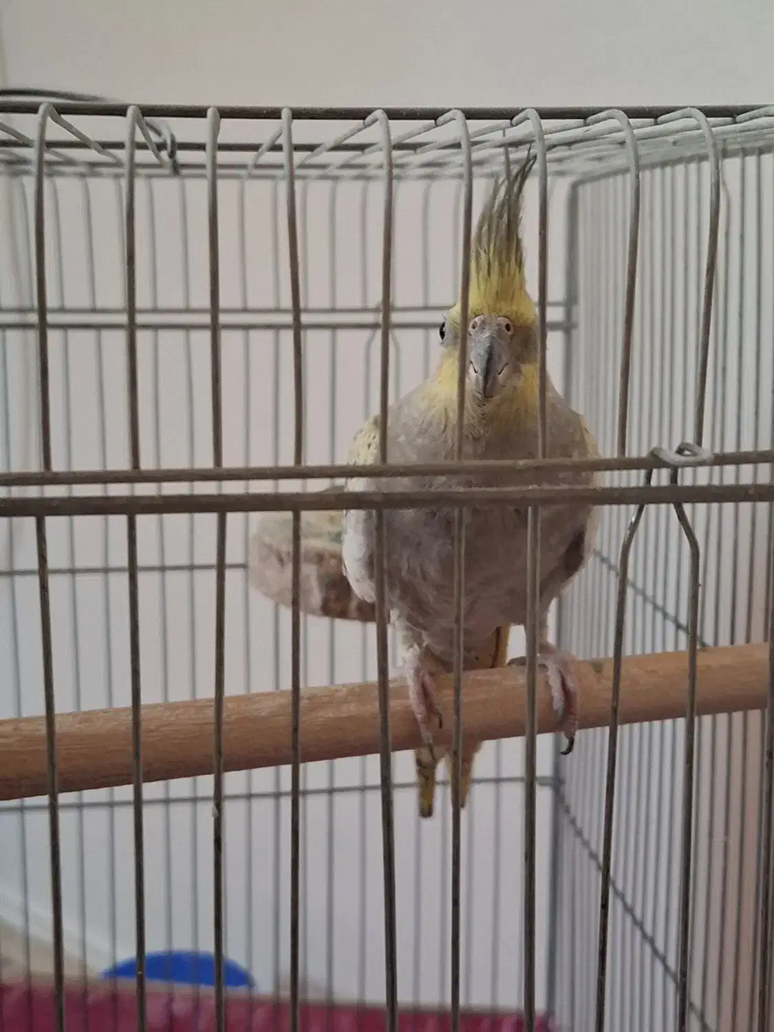 عروس هلندی|پرنده|تهران, شهرک هما|دیوار