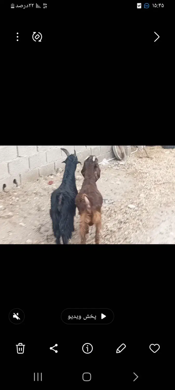 کهره نر مخصوص درخونه|حیوانات مزرعه|ارد, |دیوار