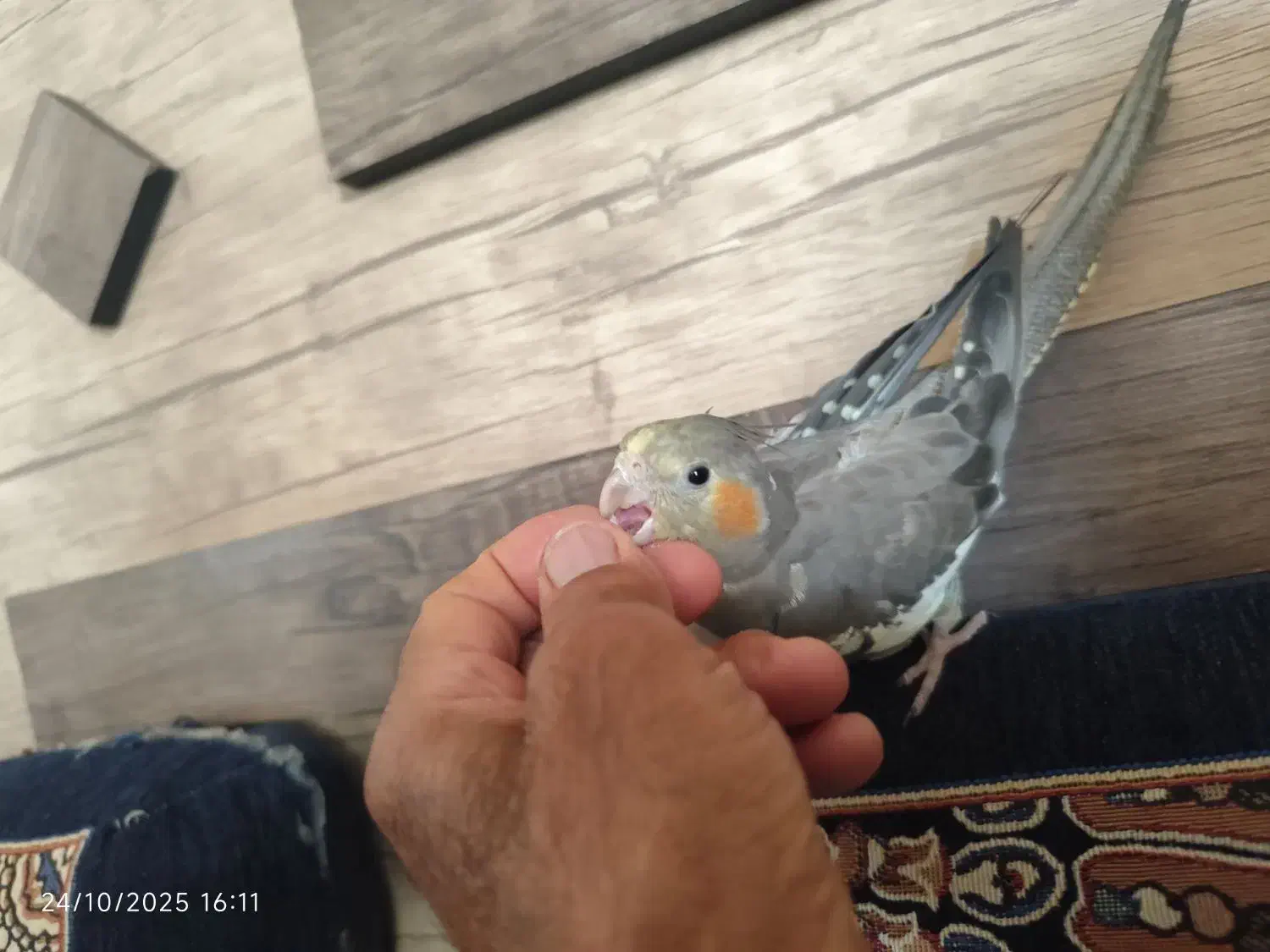 عروس هلندی|پرنده|شیراز, کوشک میدان|دیوار