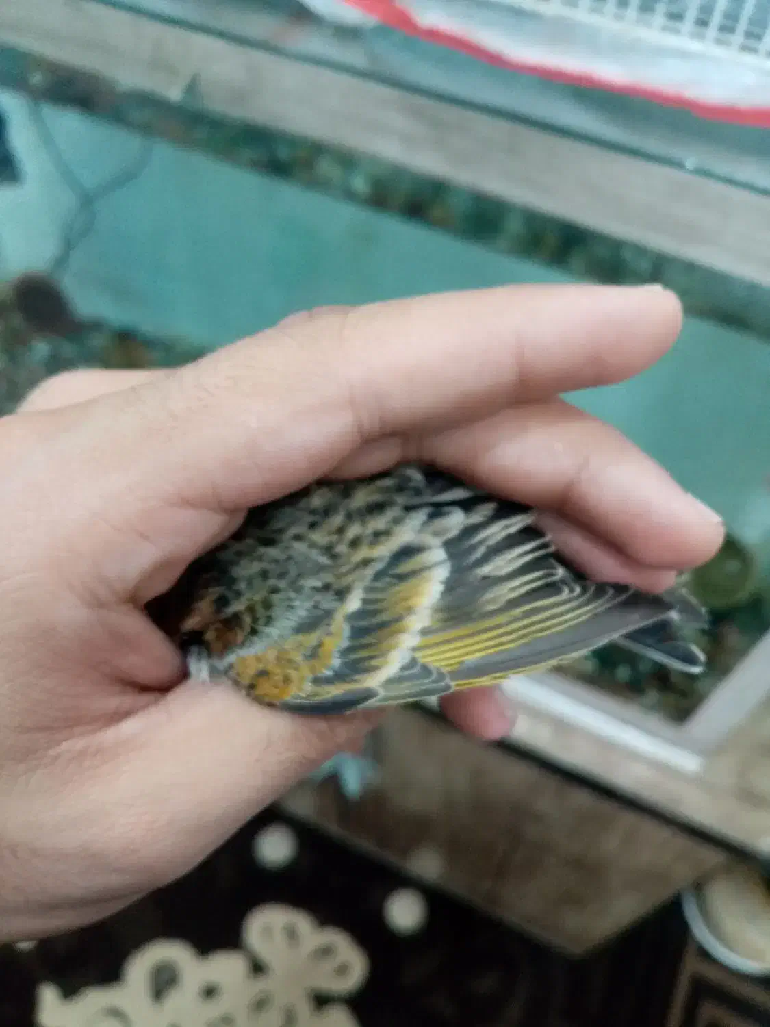 سهره گلبسر مست خون|پرنده|مشهد, احمدآباد|دیوار