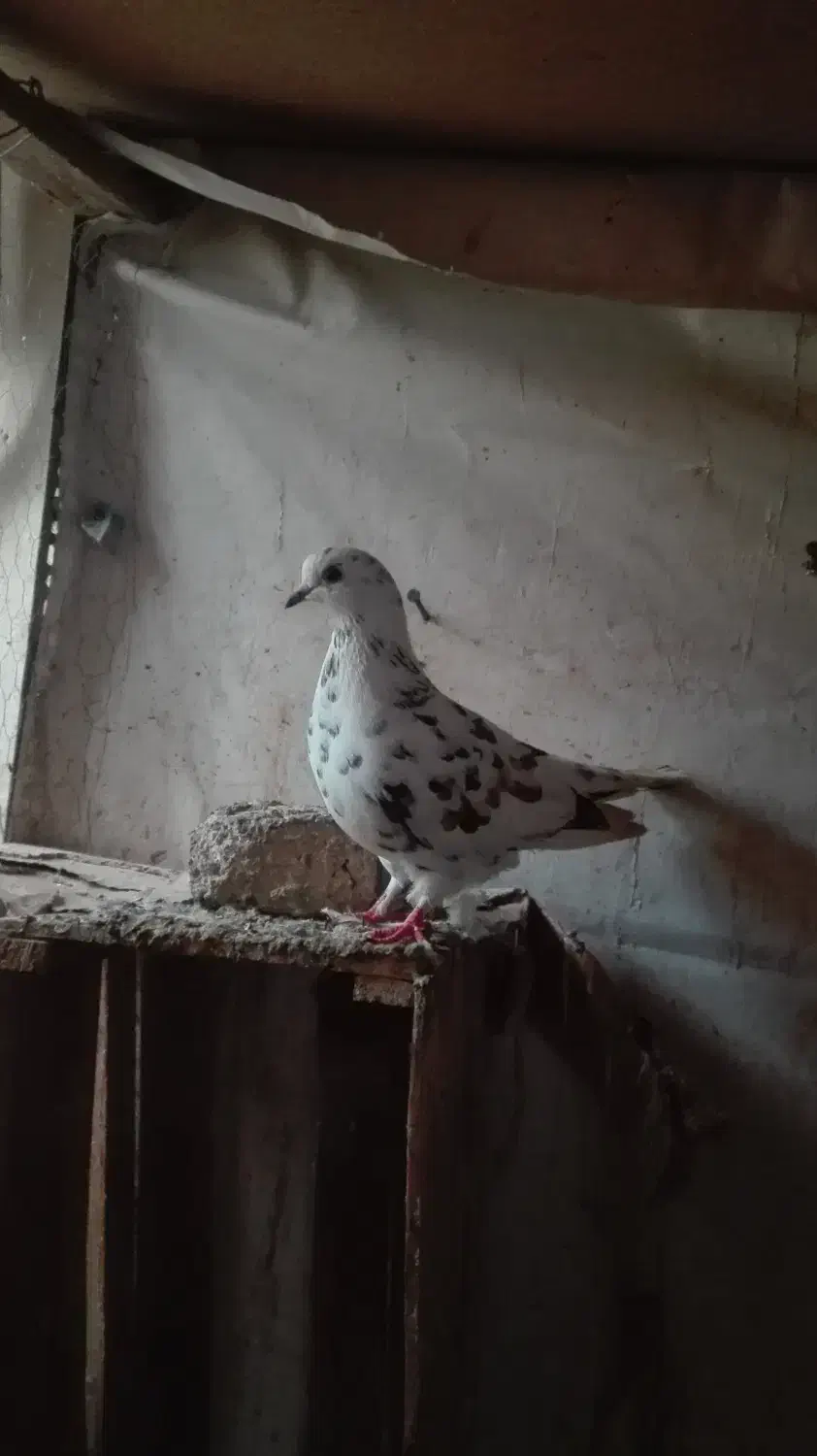 کبوتر|پرنده|گرگان, |دیوار