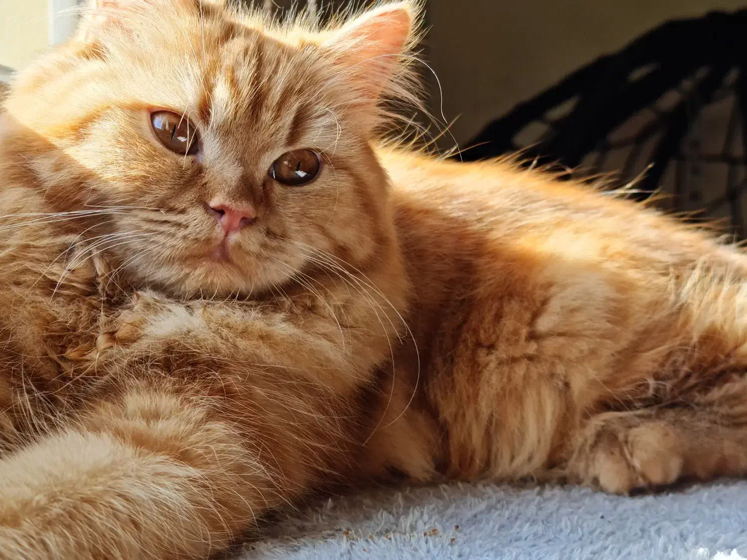 نارنجی ماده نر لانگهیر|گربه|پرند, فاز ۶|دیوار