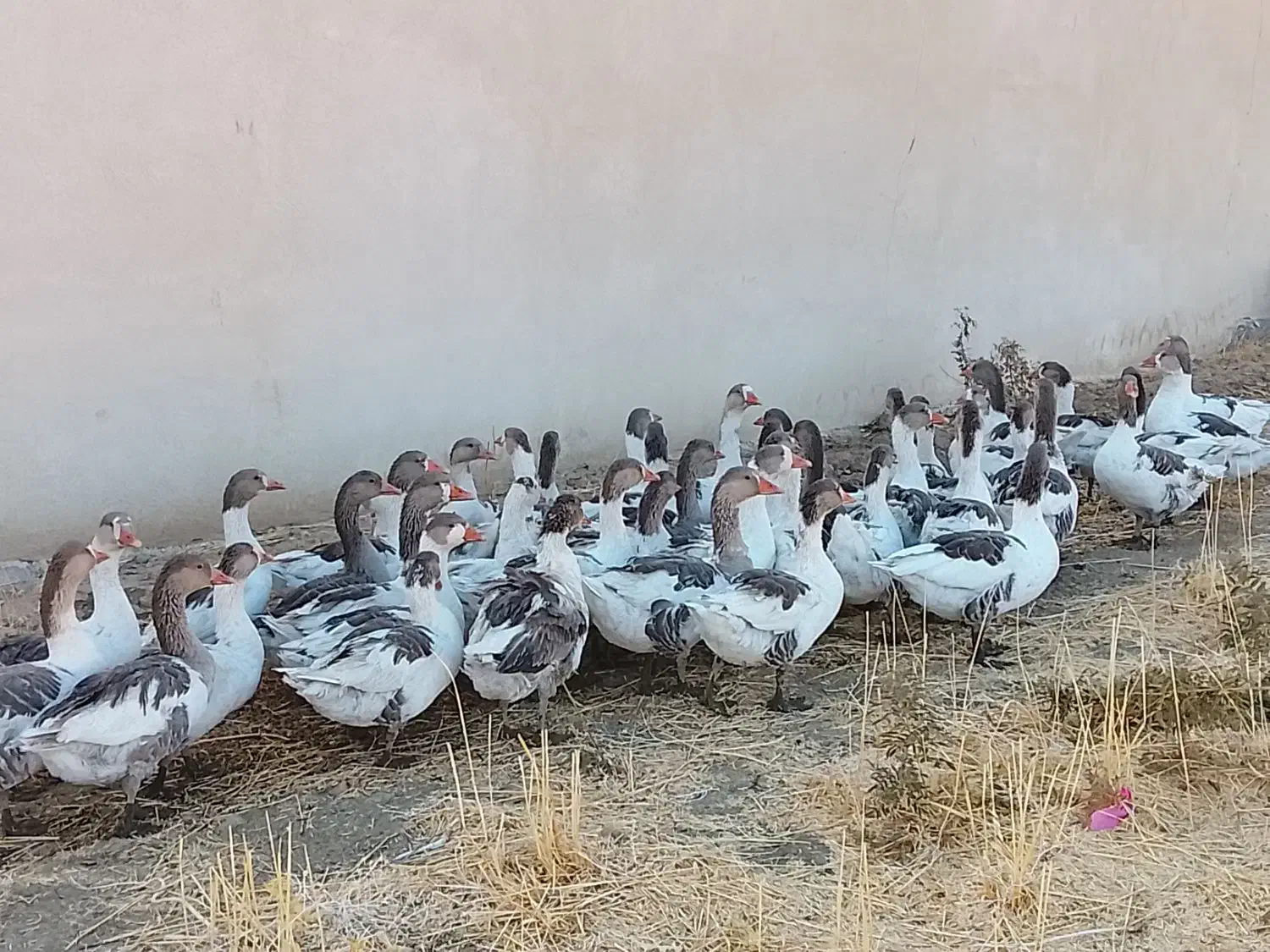 غاز|حیوانات مزرعه|بروجرد, |دیوار